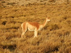 Vicugna vicugna
