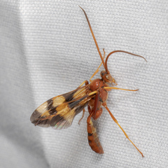 Compsocryptus texensis