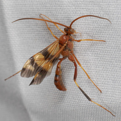 Compsocryptus texensis