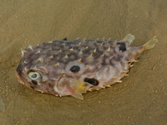 Chilomycterus spinosus