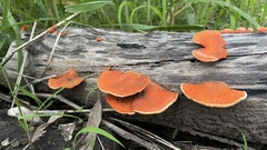 Trametes cinnabarina
