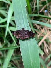 Ebrietas anacreon