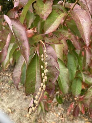 Oxydendrum