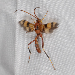 Compsocryptus texensis