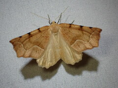 Tetracis jubararia