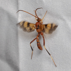 Compsocryptus texensis