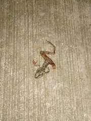 Lithobates sphenocephalus