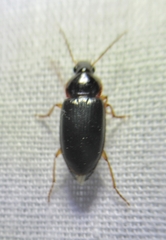 Notiobia terminata