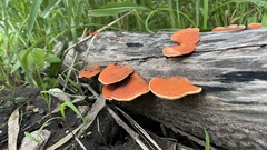Trametes cinnabarina