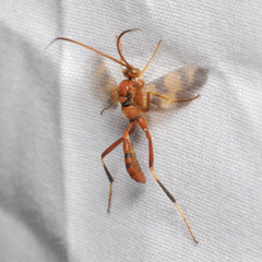 Compsocryptus texensis