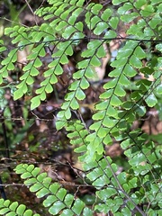 Adiantum formosum
