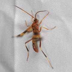 Compsocryptus texensis