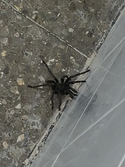 Aphonopelma seemanni