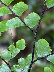 Adiantum formosum