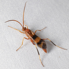 Compsocryptus texensis