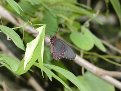 Parides photinus