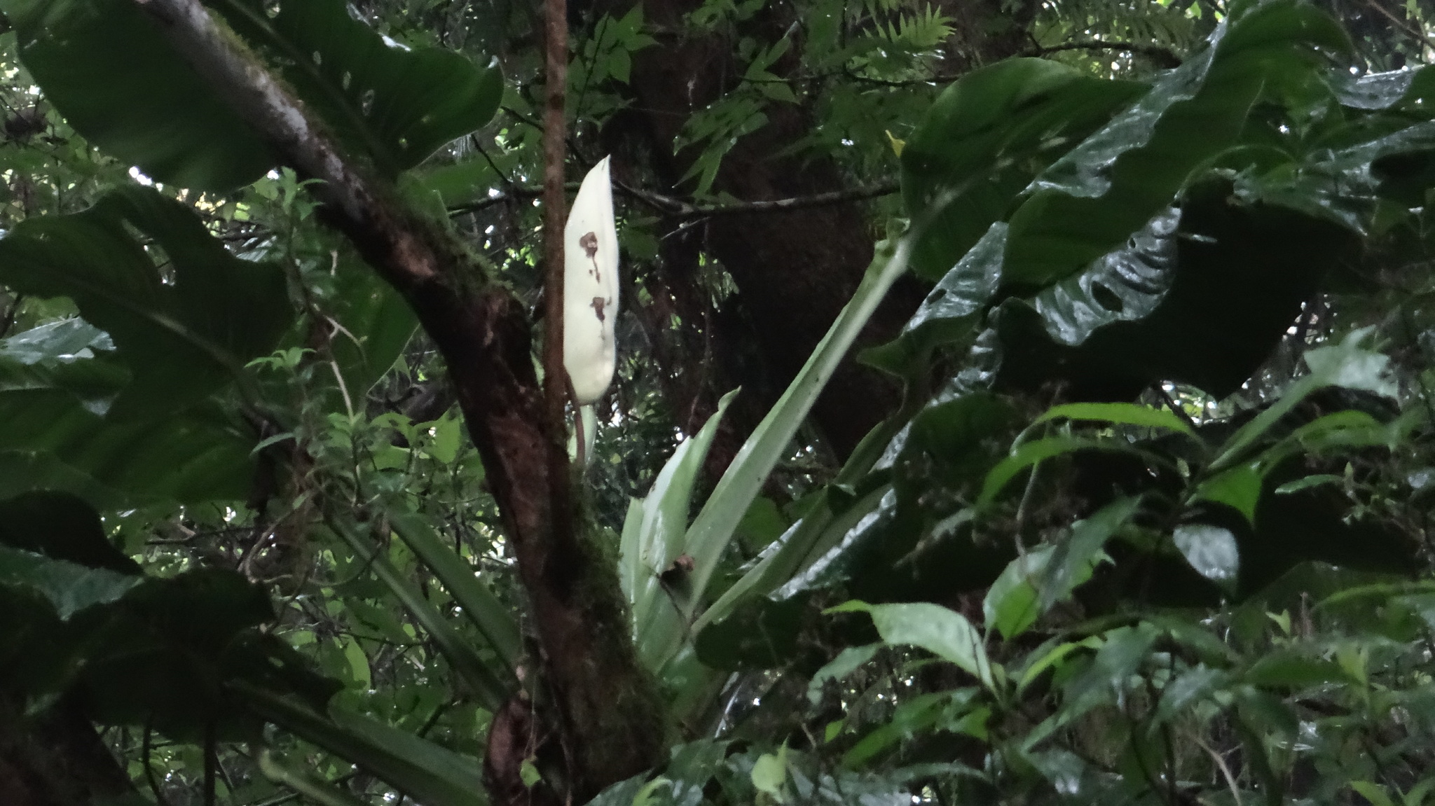 Monstera egregia  iNaturalist