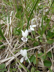 Viola cunninghamii