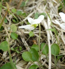 Viola cunninghamii