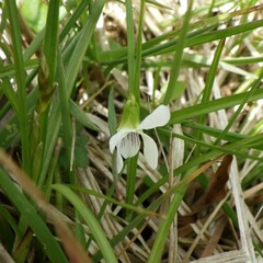 Viola cunninghamii