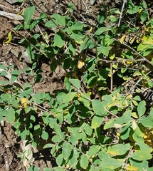 Lonicera microphylla