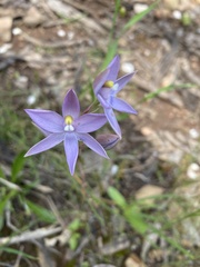 Thelymitra brevifolia