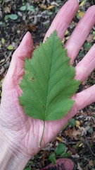 Crataegus holmesiana