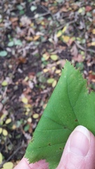 Crataegus holmesiana