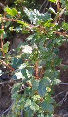 Ribes aciculare