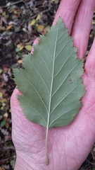 Crataegus holmesiana