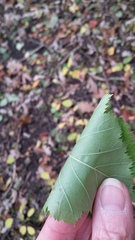 Crataegus holmesiana