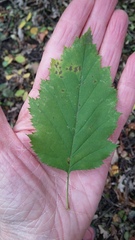 Crataegus holmesiana