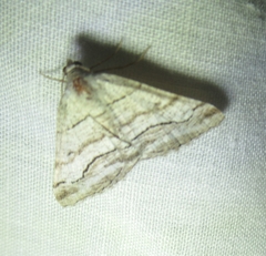 Digrammia pallorata