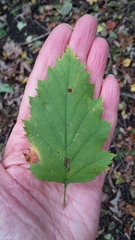 Crataegus holmesiana