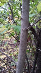 Crataegus holmesiana