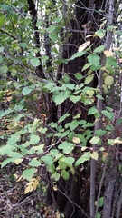 Crataegus holmesiana