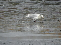 Larus glaucescens × hyperboreus