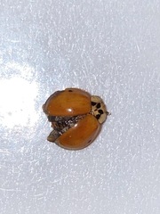 Harmonia axyridis
