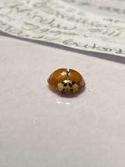 Harmonia axyridis