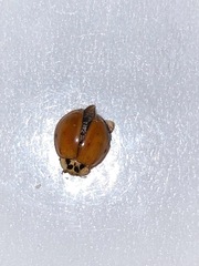 Harmonia axyridis