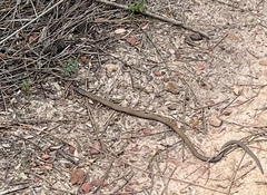 Pygopus lepidopodus