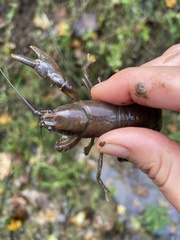 Cambarus carinirostris