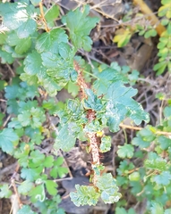 Ribes aciculare