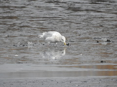 Larus glaucescens × hyperboreus