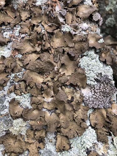 Pennsylvania Toadskin Lichen
