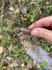 Cambarus carinirostris