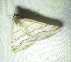 Digrammia pallorata