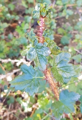 Ribes aciculare