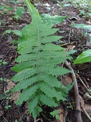 Athyriaceae