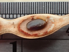Acacia pycnantha
